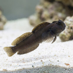 Rippled Rockskipper Blenny