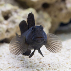 Alternative view of Rippled Rockskipper Blenny