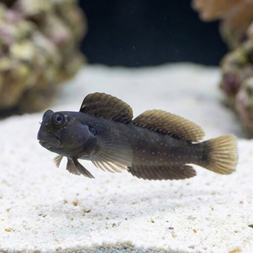 Rippled Rockskipper Blenny - Image 3