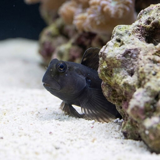 Rippled Rockskipper Blenny - Image 4