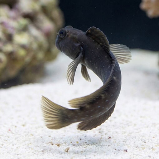 Rippled Rockskipper Blenny - Image 5