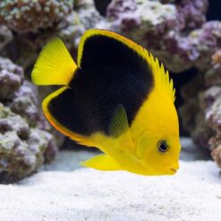 Rock Beauty Angelfish (Holacanthus tricolor) swimming near sandy substrate with vivid yellow and black coloration against coral reef backdrop