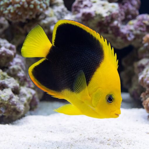 Rock Beauty Angelfish (Holacanthus tricolor) swimming near sandy substrate with vivid yellow and black coloration against coral reef backdrop