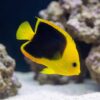 Rock Beauty Angelfish (Holacanthus tricolor) vivid yellow and black juvenile swimming near coral rock in aquarium