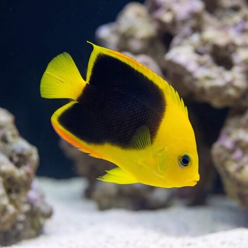 Rock Beauty Angelfish (Holacanthus tricolor) vivid yellow and black juvenile swimming near coral rock in aquarium