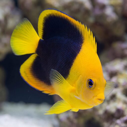 Rock Beauty Angelfish (Holacanthus tricolor) vibrant yellow and black juvenile swimming near coral reef rock