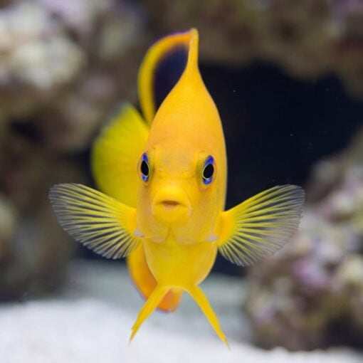 Rock Beauty Angelfish juvenile displaying vivid yellow body with blue-rimmed eyes and fanned pectoral fins facing camera near coral reef