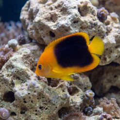 Rock Beauty Angelfish (Holacanthus tricolor) juvenile with vivid orange and black coloration swimming near porous live rock reef aquarium