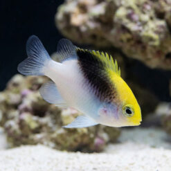 Rolland's Damsel