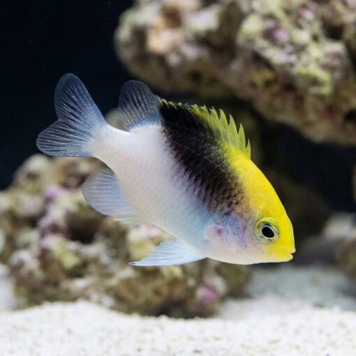 Rolland's Damsel