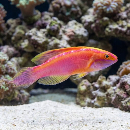 Rose Band Fairy Wrasse