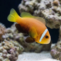 Rose Skunk Clownfish
