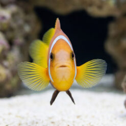 Alternative view of Rose Skunk Clownfish