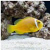 Rose Skunk Clownfish: Captive Bred
