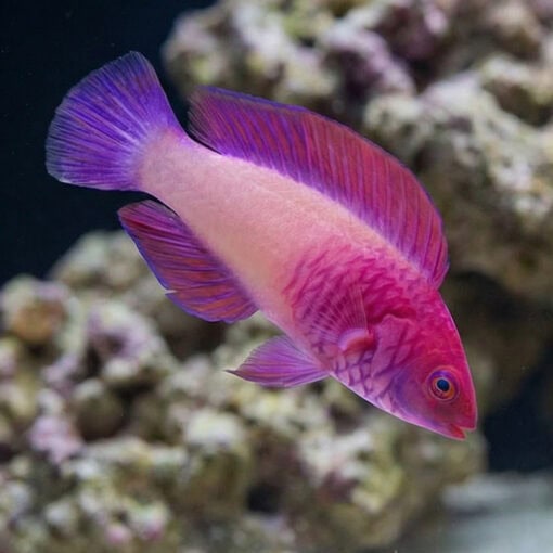Rosy Scales Fairy Wrasse