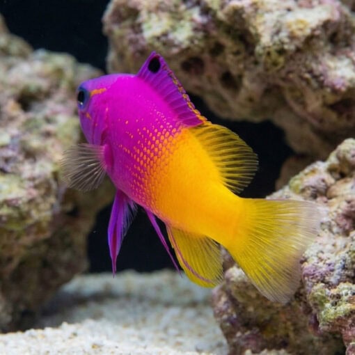 Royal Gramma - Image 5