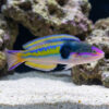 Royal Pencil Wrasse