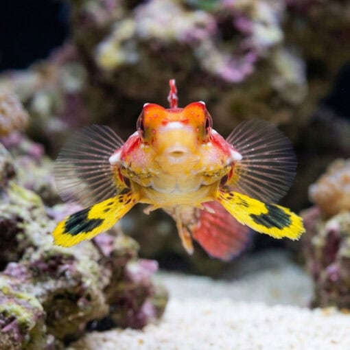 Ruby Red Dragonet - Image 2