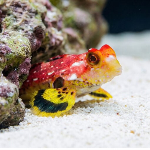Ruby Red Dragonet - Image 3
