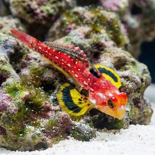Ruby Red Dragonet - Image 4