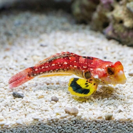 Ruby Red Dragonet - Image 5