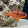 Ruby Flame Cardinal