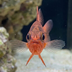 Alternative view of Ruby Flame Cardinal