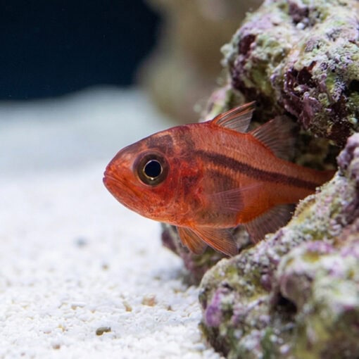 Ruby Flame Cardinal - Image 3