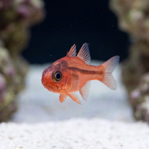 Ruby Flame Cardinal - Image 4