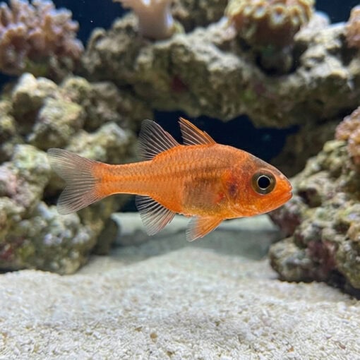 Ruby Flame Cardinal - Image 5