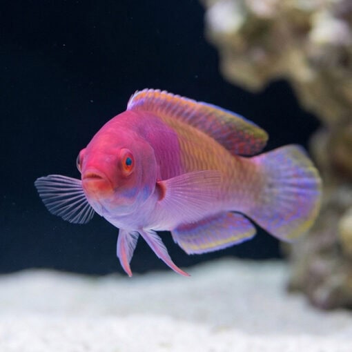 Blue Sided Fairy Wrasse - Image 2
