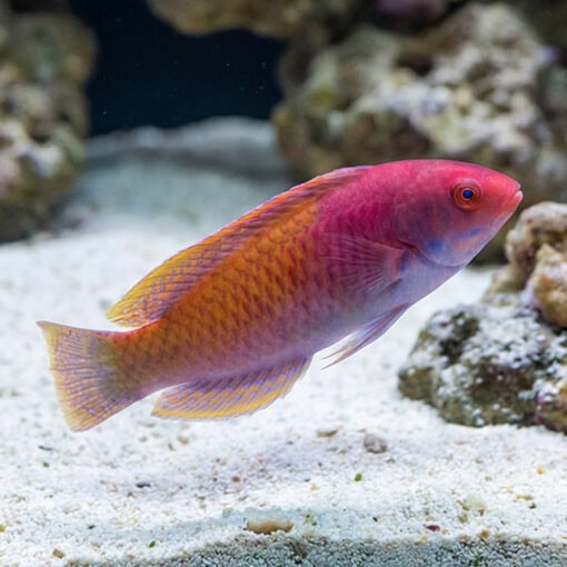 Blue Sided Fairy Wrasse - Image 3