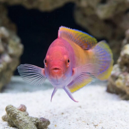 Blue Sided Fairy Wrasse - Image 4
