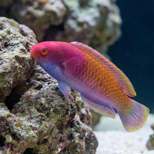 Blue Sided Fairy Wrasse - Image 5