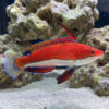 Ruby Longfin Fairy Wrasse
