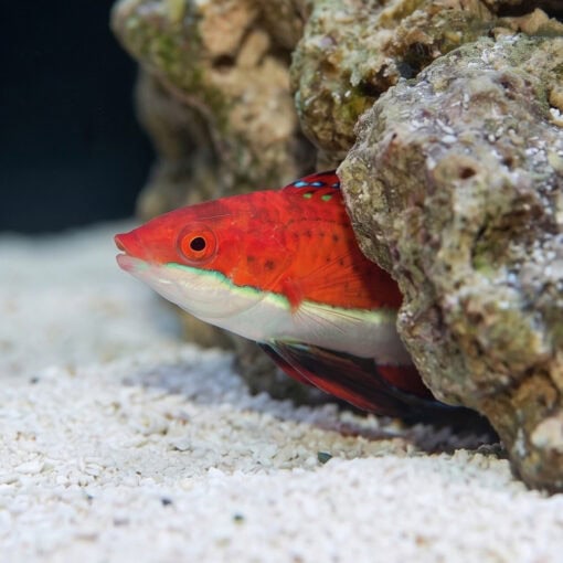 Ruby Longfin Fairy Wrasse - Image 2