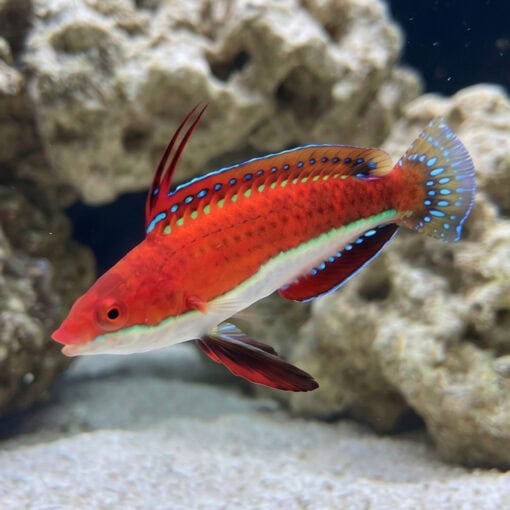 Ruby Longfin Fairy Wrasse - Image 3