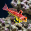 Ruby Red Dragonet