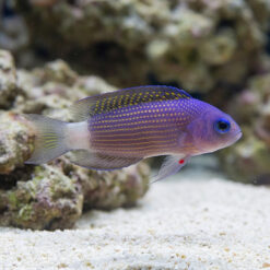 Sabah Dottyback