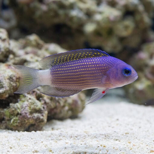Sabah Dottyback