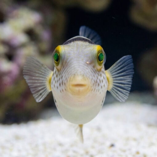 Valentini Puffer - Image 2