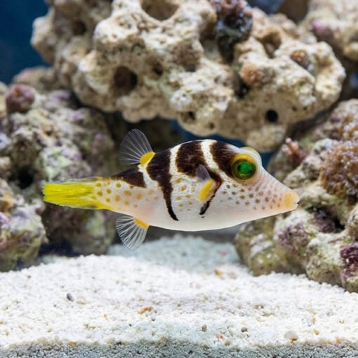 Valentini Puffer - Image 3