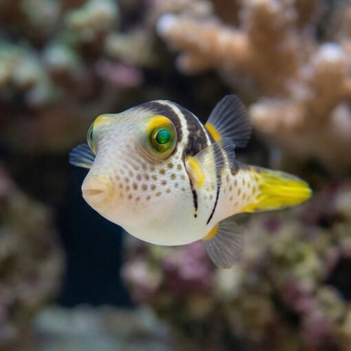 Valentini Puffer - Image 4