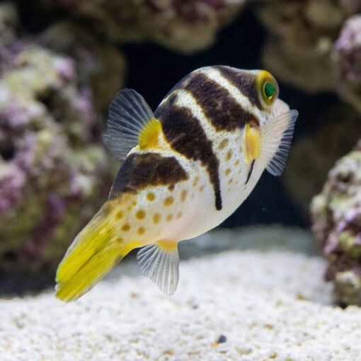 Valentini Puffer - Image 5