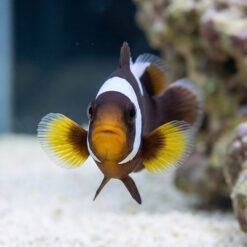 Alternative view of Black & Yellow Saddleback Clownfish