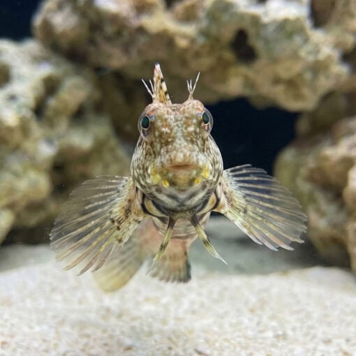 Lawnmower Blenny - Image 2