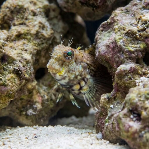 Lawnmower Blenny - Image 4