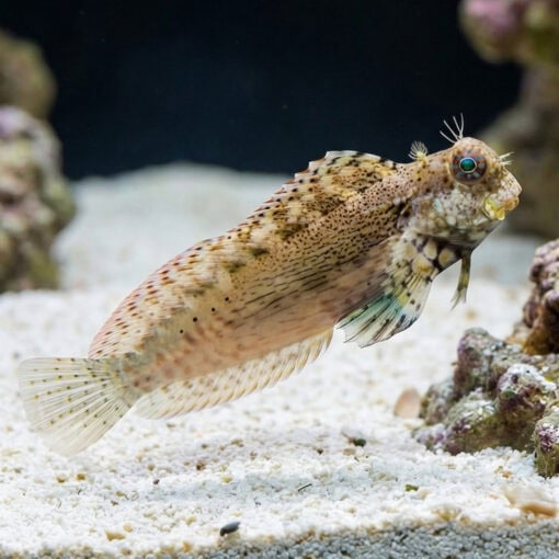 Lawnmower Blenny - Image 5