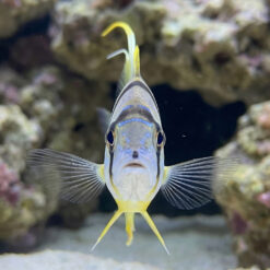 Alternative view of Hi-Fin Sailfin Snapper