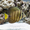 Sailfin Tang